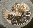 Beautiful Deshayesites Ammonite In Argyllite #16958-2